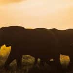 African Safari Lodges: Balancing Luxury with Conservation Ethics