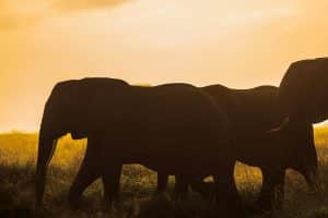 African Safari Lodges: Balancing Luxury with Conservation Ethics