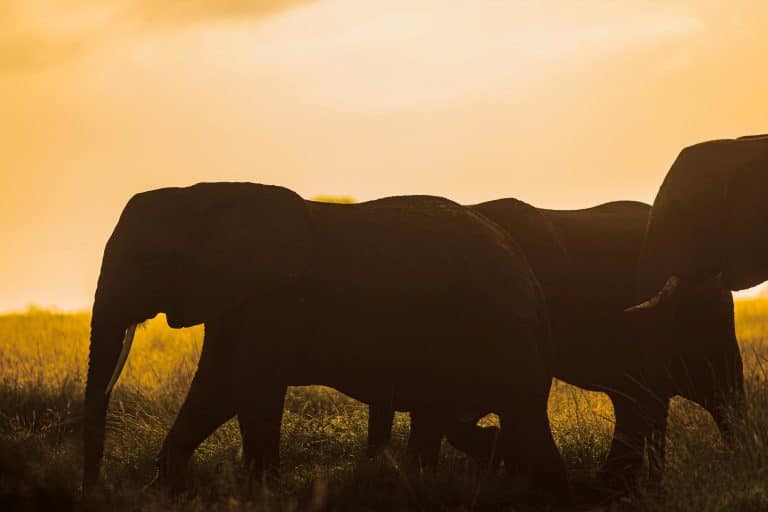 African Safari Lodges: Balancing Luxury with Conservation Ethics