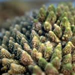 Underwater Suites: Sleeping Surrounded by Marine Life