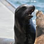 Prosecutorial Misconduct: Identifying and Fighting Unfair Tactics