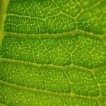 The Impact of Green Building Design