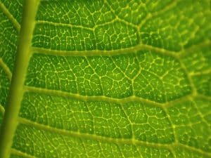 The Impact of Green Building Design